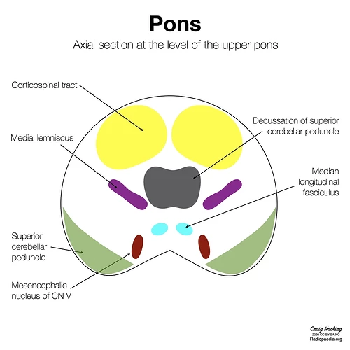 Brainstem_images